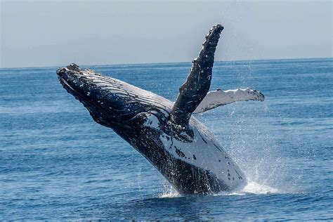 Whale Watching Bundaberg Southern Great Barrier Reef