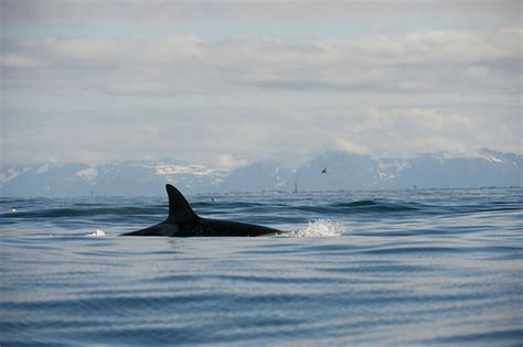 Whale Watching Tromso Northern Light 4 Days Adventure Northern …