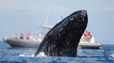 Whale cruise maui. If you’re a nature enthusiast or simply love the thrill of spotting majestic creatures in their natural habitat, a whale watch cruise is an experience you won’t want to miss. The o... 