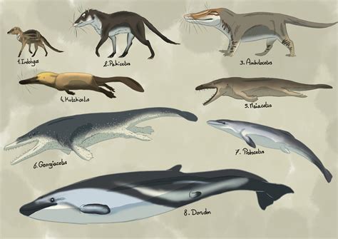 Whale evolution. http://www.tepapa.govt.nz/whales Whales are mammals whose ancestors lived on land. So how did they evolve into the sea creatures of today? Based on illustrat... 
