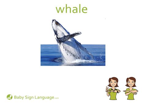 Whale in Sign Language Breaking Barriers in CrossSpecies