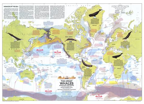 Whale migration map. Bowhead whale and calf. Credit: NOAA Fisheries. Bowhead whales are one of the few whale species that reside almost exclusively in Arctic and subarctic waters experiencing seasonal sea ice coverage, primarily between 60° and 75° north latitude. Of all large whales, the bowhead is the most adapted to life in icy water. 