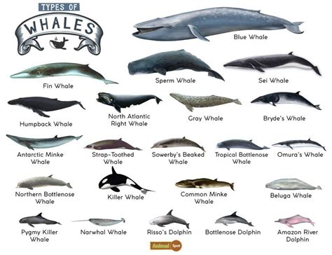Whale names. Whales belong to the order Cetacea which has 79 species, including Dolphins, Porpoises and Killer Whales (orcas). The name ‘Whale’ is quite a confusing term when classifying these large mammals. Some Whales that are called ‘Whales’ are not actually Whales. 