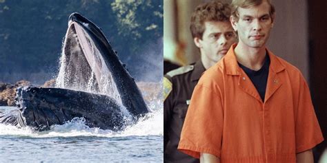 Whale noises jeffrey dahmer. Things To Know About Whale noises jeffrey dahmer. 