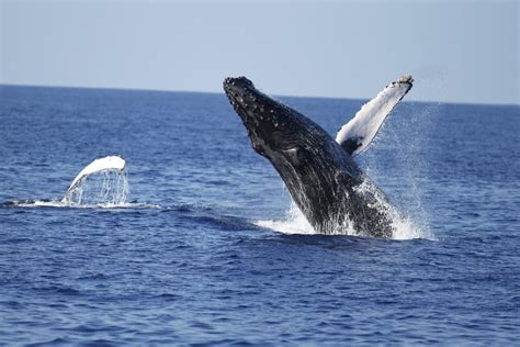 Whale season oahu. Visit. There’s lots to see and do when you visit Hawaiian Islands Humpback Whale National Marine Sanctuary. Whether you are interested in responsible whale watching, boating, or enjoying one of our visitor … 
