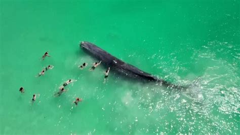 Whale seen in video with swimmers dies off Australian beach