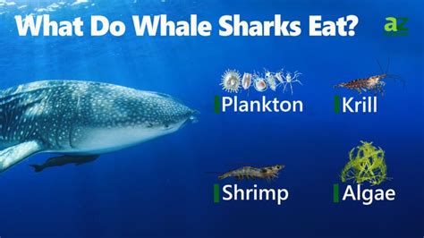 Whale shark diet. Jan 16, 2019 · The sharks’ diets fell smack between a pure herbivore and a pure carnivore, the researchers report, meaning whale sharks are actually omnivores. They may not be the only ones. Research from another team recently showed captive bonnethead sharks are able to live off a mostly vegetarian diet of seagrass and squid. 