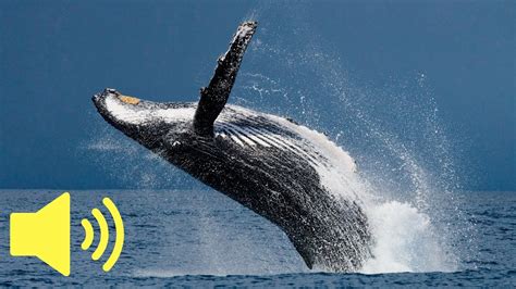 Whale sounds. Things To Know About Whale sounds. 