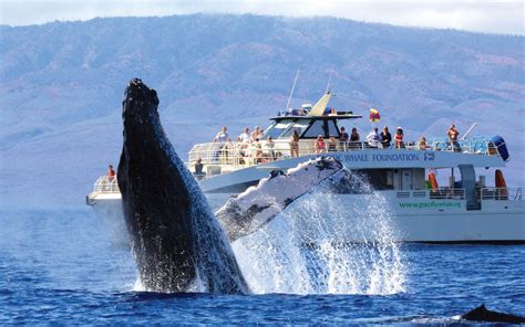 Whale watch maui. Hotlines . Always keep a safe and legal distance (100 yards) from humpback whales. To report an entangled whale, call the NOAA Fisheries Hotline at 888-256-9840 or hail the U.S. Coast Guard on VHF channel 16.. To report a violation of approach guidelines and regulations, call the NOAA Fisheries Enforcement Hotline, 800-853-1964. 
