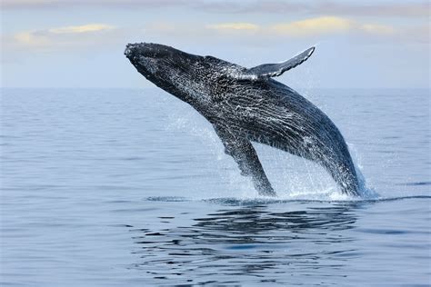 Whale watching hawaii oahu. Waikiki Whale Watching. Adults. 12+. $99. Children. ages 2-11. $69. $. View wild humpback whales and other diverse sea life in their natural habitat off of Oahu's stunning Waikiki Coast. 
