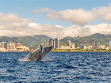 Whale watching honolulu. Location Majestic by Atlantis Cruises - 301 Aloha Tower Dr, Honolulu, HI 96813, USA. Starting from US $65.00. More details. Whale Watch Cruise in Waikiki 