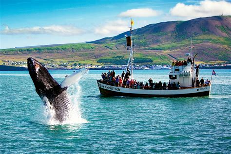 Whale watching iceland. Blue Whale. Distribution in the North Atlantic. Length: 20-33,5 m. Weight: 100-200 t. World stock size: Probably 10,000-25,000 animals. In the North Atlantic: Probably 1,000-2,500 animals. The blue whale is of immense size and has a long, slender streamlined body. The back is dark grey or bluish, the sides are mottled with in a paler bluish ... 