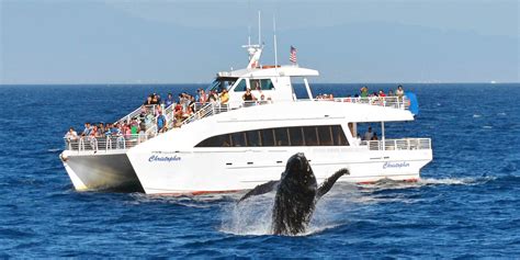 Whale watching long beach. BOOK ONLINE BELOW FOR $22 SPECIAL. OR CALL. (949) 675-0551. AND MENTION PROMO: Balboa22. SPECIAL PRICE DOES NOT APPLY TO LUXURY CRUISES OR ULTIMATE WHALE WATCH. 