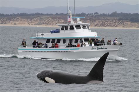 Whale watching monterey. About. Take an exciting ocean adventure on this whale-watching cruise from Monterey. You might see gray (most common), humpback, and blue whales as they migrate along the Pacific coast, along with sea lions and dolphins. Hear commentary from your naturalist guide, and get photo ops of the scenery at one of California's premier whale-watching ... 