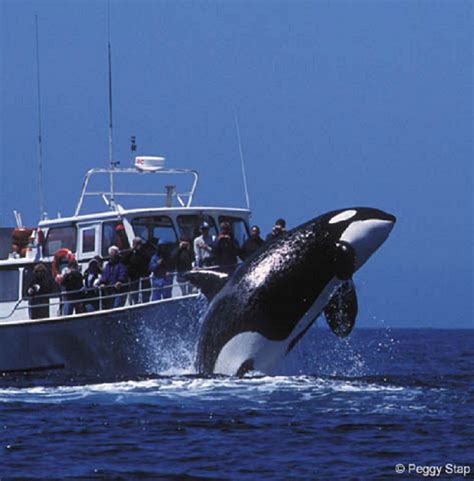Whale watching monterey bay. Mission. Oceanic Expeditions is a high-end, personable, peaceful Whale Watching and Wildlife charter. Boat capacity is up to 6 passengers per trip. Trips depart daily from Moss Landing, located between Monterey & Santa Cruz CA. Enjoy fewer hours of ocean commuting to whale locations aboard our new luxurious, stable, fast, & safe Stabicraft boat. 