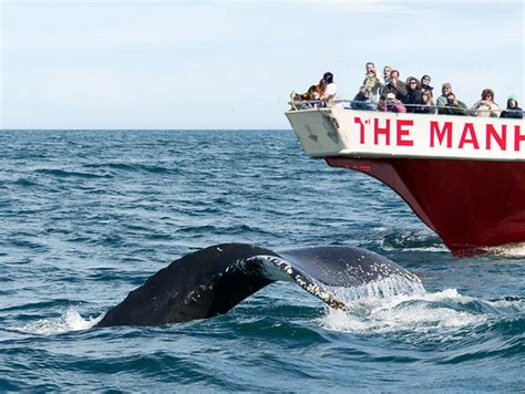Whale watching nyc. New York City, the city that never sleeps, is a dream destination for many travelers. With its iconic landmarks, world-class museums, and vibrant neighborhoods, it can be overwhelm... 