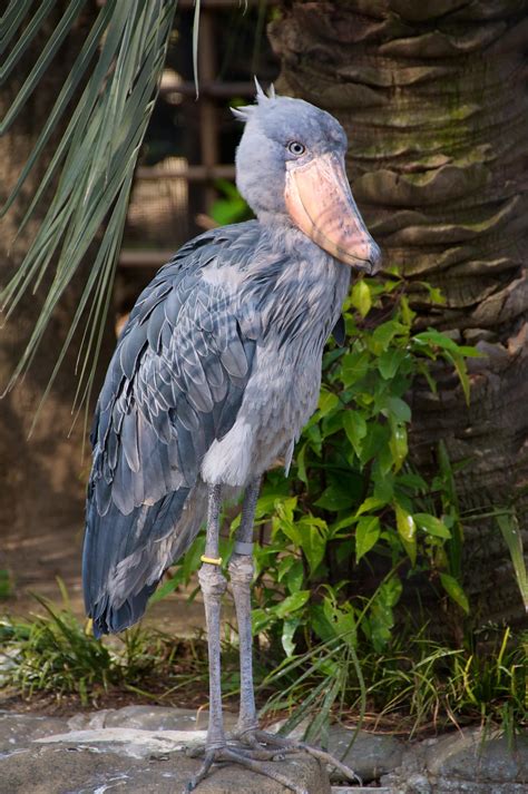 Whalehead stork. 3.8K views, 55 likes, 7 loves, 19 comments, 76 shares, Facebook Watch Videos from Boo Radickley: The shoebill (or whalehead) stork, as it was originally... 