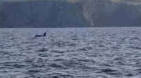 Whales in Scotland: Watch orcas spotted swimming off St Abb