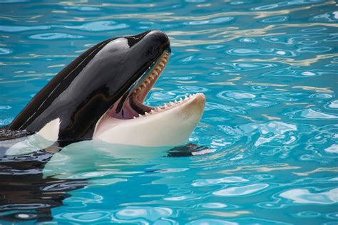 Whales in captivity. Seven were taken into captivity while as many as five whales died. Today this population is recognised as endangered. At least 19 orcas have been taken from the wild into captivity … 