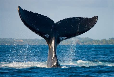 Whales tale. Things To Know About Whales tale. 