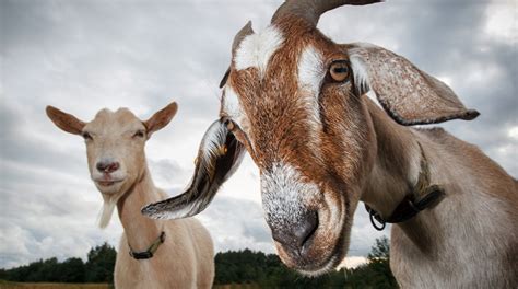 What are the cons of owning a goat? .