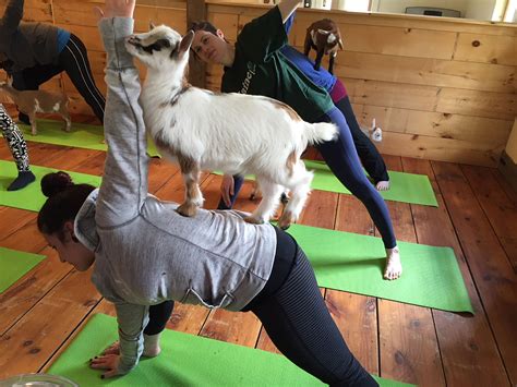 What is goat yoga's alternate name? .