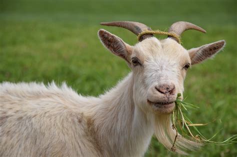 What kind of goat is the best moneymaker?