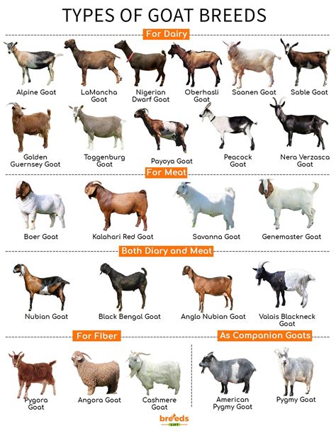 What types of goats are used for goat yoga? .