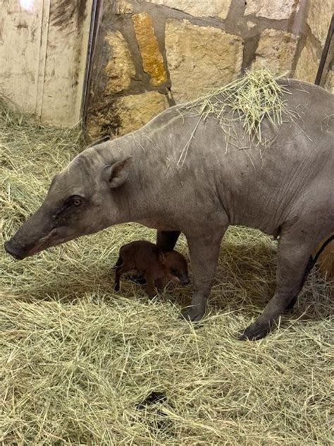What's a babirusa? San Antonio Zoo rings in 2024 with newest baby