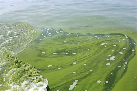 What's in the water? Toxic algae thriving