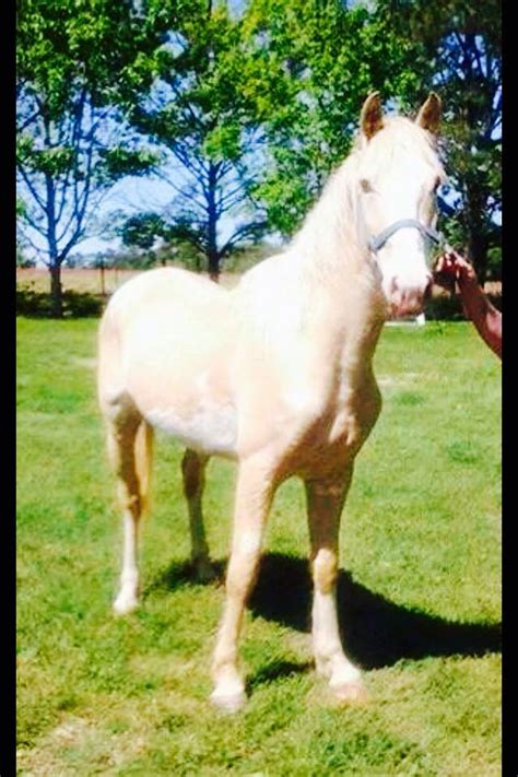 What’s a Swirl? A swirl is a... - Triple R Horse Rescue - Facebook