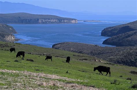 What’s behind E. coli in Point Reyes National Seashore? Beef grows between ranchers and environmentalists