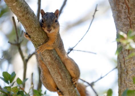 What’s behind the disappearance of squirrels from a San Jose neighborhood?