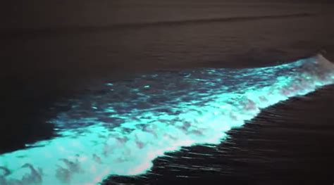 What’s causing California’s ocean waves to glow?