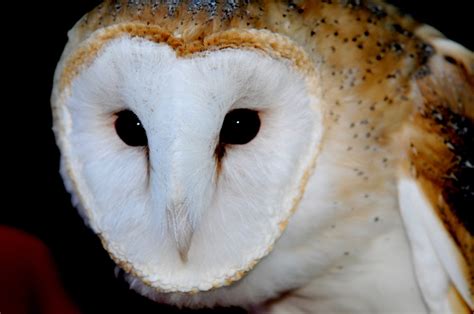 What’s happened to the barn owls in a Santa Clara neighborhood?
