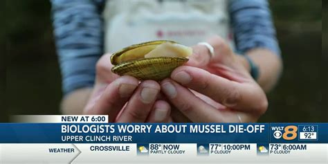 What’s happening to the Clinch River mussel population? - WVLT-TV