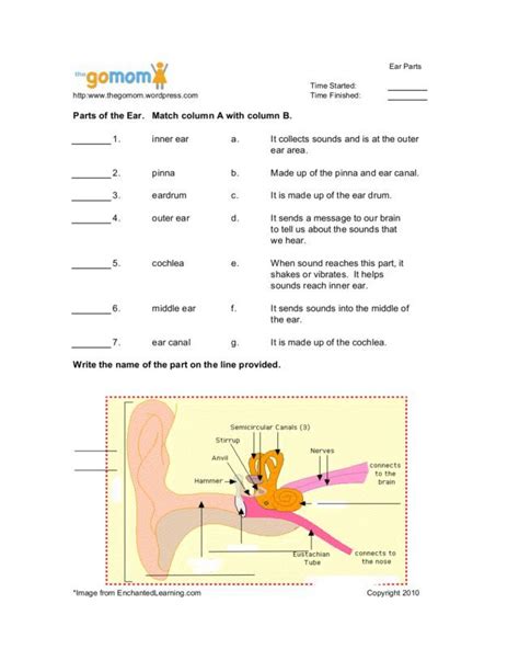 What’s in Your Ear? Worksheet Answers