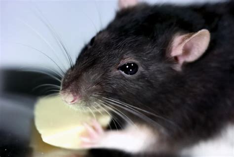 What’s the truth about rats’ hair and maggots in US food?