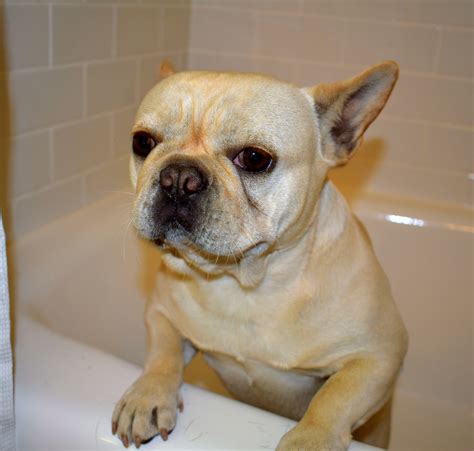 What Age Can You Bathe A French Bulldog Puppy