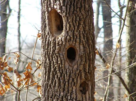 What Animal Makes Large Holes in Trees? - My Heart Lives Here