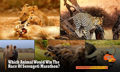 What Animal Would Win a Serengeti Marathon?