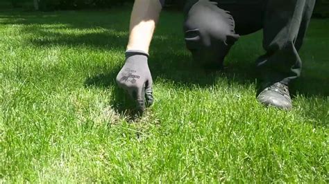 What Animal is Digging in Your Yard? - YouTube