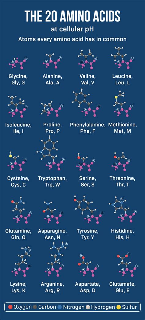 What Are Amino Acids 