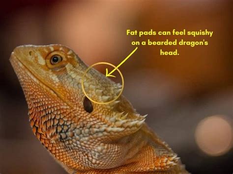 What Are Bearded Dragon Fat Pads