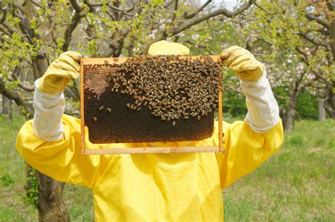 What Are Carniolan Bees? A Beekeeper’s Guide Bee Professor