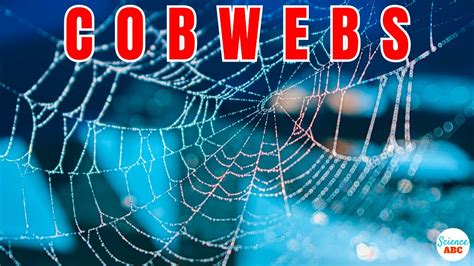 What Are Cobwebs? Where Do They Come From? - YouTube