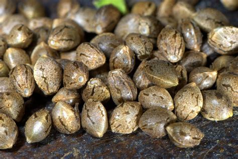 What Are Feminized Cannabis Seeds? - How to grow weed