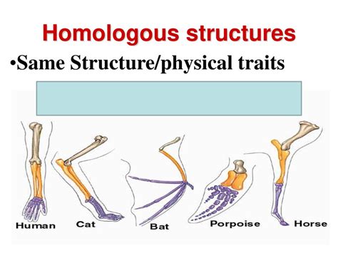 What Are Homologous Structures Section Review