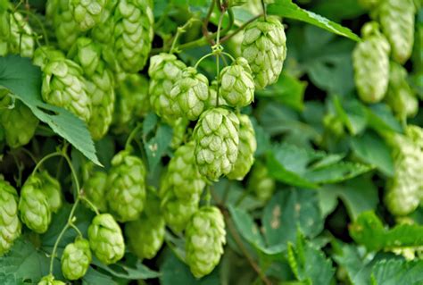 What Are Hop Shoots and Are They Worth It - Beertannica