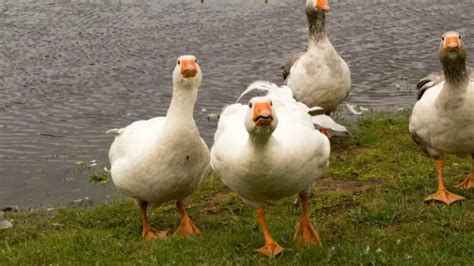 What Are Sebastopol Geese? Are They Rare? - Farm …